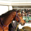 ＪＲＡ　穴馬予想【中山記念ＧⅡ・阪急杯ＧⅢ、中山・阪神・小倉、厳選穴馬予想】２月２６日