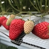 完熟いちご🍓狩り情報５月１１日(金)🍀休園日です‼️🙇🏻‍♂️