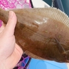 ジグサビキでカレイ釣れた！常神半島