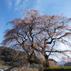 奈良・本郷の又兵衛桜（4）