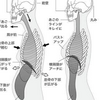 赤ちゃん整体0歳〜1歳)