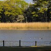  洞峰公公園のサンクチュアリ ～つくば市とその周辺の風景写真案内（１０２７） 