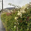 薔薇の芽の雨柔らかく膨らめる(あ)