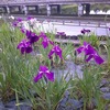 湘子は6月中旬をどう詠んだか