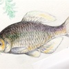 水彩色鉛筆でお魚を描こう