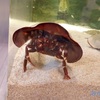 カブトガニ