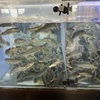 軽井沢で最高のランチ　川魚料理 ゆうすげ