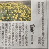 」佐久の季節便り」、連日の降霜に耐えて「菊花」が香り…。