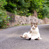 八重山諸島のねこさん