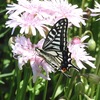 アゲハチョウ