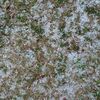 「暖かい、暖かいと言っていたら、寒の戻りってヤツにヤられた雰囲気」 - heffeborus hybridus