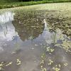 あちこちでわんさか出てきたアマガエル