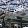 日本橋の桜は満開間近でした。