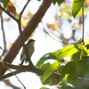 コサメビタキ Taiga Flycatcher