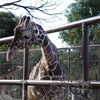 冬の動物園を撮る（GR IIIxの実用）
