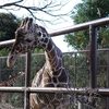 冬の動物園を撮る（GR IIIxの実用）