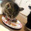 子猫のミルクについての話【30ssいつつめ】