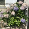 紫陽花