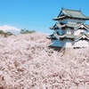 日本人の桜マインドについて