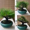 その後のbonsai