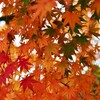 紅葉を楽しむ河口湖ツアー2015　～河口湖周辺の紅葉を愛でる～