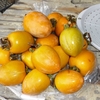 干し柿作りと、落花生の試し取り