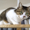 断章を埋める猫
