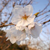 我が家の桜も開花宣言