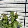 【小４息子】まさかうちの子が！？学級委員に立候補した話