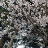 桜が舞う頃には