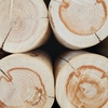 丸太だらけfull of logs