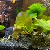 11月1日（金）ムービーの淡水魚水槽、オムタンシチュー、甥お手製のハンバーグ