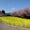 河津桜を見てきました(1)～地域振興のためのスマホ写真活用(19)