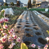 馬鈴薯、植え付け