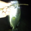 20120729 琵琶湖南湖西側夜釣りで1匹