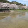 京都「宇治田原町」散りゆく桜　2024