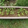移植　植え替えるのは