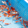 金魚の産地で有名な奈良県大和郡山市のやまと錦魚園で金魚観賞とか、金魚の自動販売機とか、松尾寺のカサブランカ回廊とか