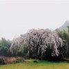 西条市の桜