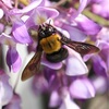 448.藤の花、クマバチ、刺されませんように