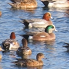 相模川の水鳥