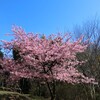 河津桜＆今日の独り言
