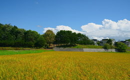 記事を見る