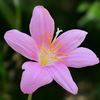 散歩道の花　サフランモドキほか