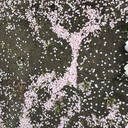 雨にも風にも敗北
