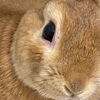 うさぎの結膜炎！？