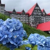 【長野県小谷村】白馬コルチナのあじさい園、見頃は7月〜8月
