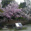 花は桜木、浪花節2