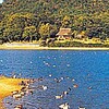 水面にぎわい　越冬カモ･･･兵庫・福島大池（兵庫県）