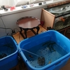 エアコン設置のため金魚部屋へ移動